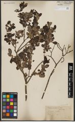 Foto von Salix aurita L.
